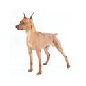 Miniature Pinscher
