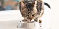striped cat eating from a silver food bowl