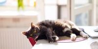 gray cat laying on table