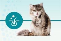 An allergen in their saliva called Fel d 1 binds to cat hair and dander 