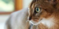 short haired cat close up