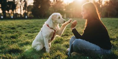 Dog giving paw to owner