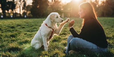 Dog giving paw to owner