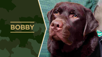 Service Dog Bobby