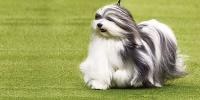 Dog from the Toy Group