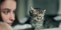 Gatito maullando