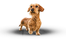 Small breed dog