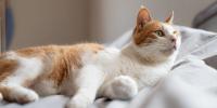 un gato naranja recostado de lado y mirando hacia arriba