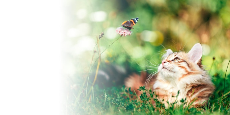 Cat is looking at butterfly