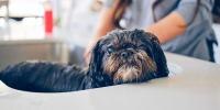 Perro shih tzu de color oscuro tomando un baño
