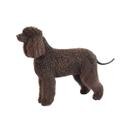 Irish Water Spaniel