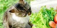 gato a rayas olfatea una cabeza de lechuga