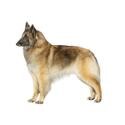 Belgian Tervuren