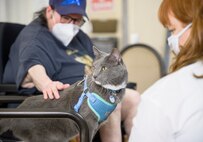Cat at vet