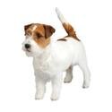 Russell Terrier