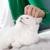 white cat