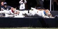 A group of jack russell terriers jumping over a wall