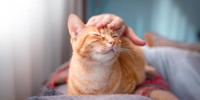 Red cat