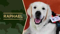 Service Dog Salute Raphael