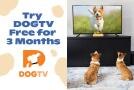dogTV