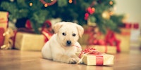Un perro con un regalo
