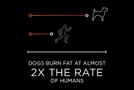 2x the rate