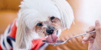 small white dog licking a spoon