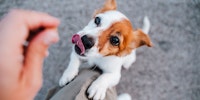 ¿Qué alimentos para humanos afectan a los perros?
