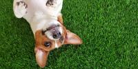 un perro blanco y negro echado en el césped