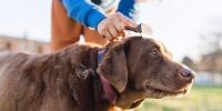 Una foto en primer plano de un labrador color chocolate al que le están cepillando el pelo