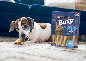 A small dog in a home chewing a Busy Bone Mini Long-Lasting Chew
