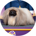 Runnie, un pequinés, ganador del grupo de los perros de miniatura y segundo mejor espectáculo