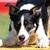 Medium Dog Agility Champion