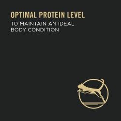 Niveles óptimos de proteína para mantener un estado corporal ideal