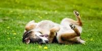 Ringworm in Dogs Hero
