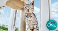 The cat is standing in front of the windows