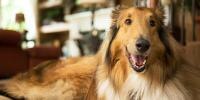 collie dog
