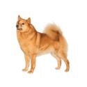 Finnish Spitz