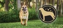 German Shepherd playing in a field. Supplements provide daily support to dogs with sensitive skin.