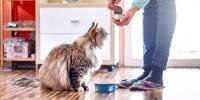 person feeding a Maine Coon cat wet cat food