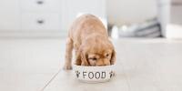 Puppy Eating