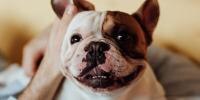 Dog Constipation hero
