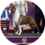 Trouble, a Lakeland Terrier, Terrier Group Winner