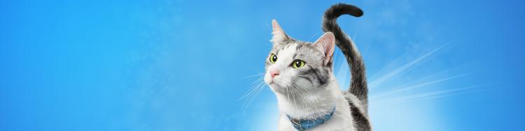 DentaLife cat