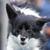 IDC small dog agility champion - Nimble