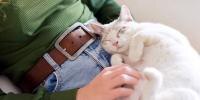 un gato blanco durmiendo en el regazo de una persona