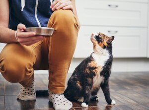 Cat looking at owner