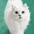 white cat