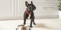 black frenchie waiting for food