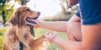 person kneeling in front of dog holding his paw